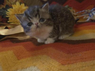 Persian Male Black Tabby Kitten - Persian - Gallery Photo #1