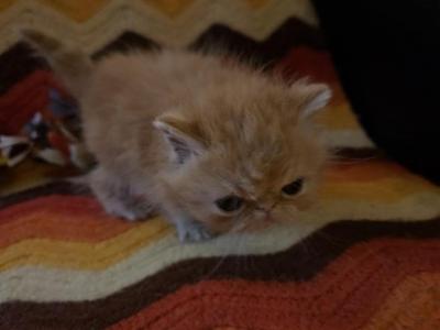 Exotic Shorthair Male Red Kitten - Exotic - Gallery Photo #1