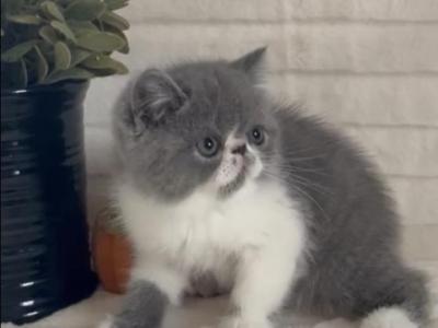 Einstein The Blue And White Male Exotic Shorthair - Exotic - Gallery Photo #1