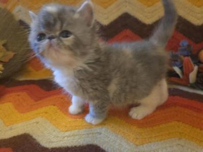 Exotic Shorthair Female Tortoiseshell Kitten - Exotic - Gallery Photo #1