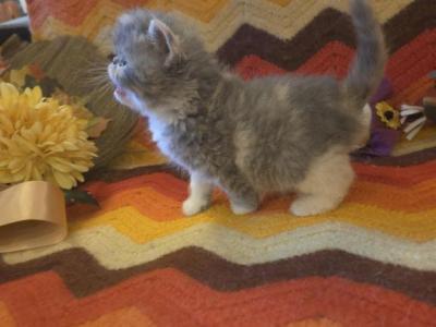 Persian Female Tortoiseshell Kitten - Persian - Gallery Photo #1