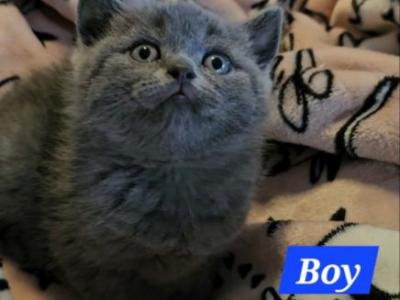 British Shorthair Blue Boy Gary - British Shorthair - Gallery Photo #1