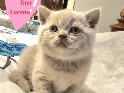 British Shorthair Kittens  Ready To Go Home Now - British Shorthair - Gallery Photo #1