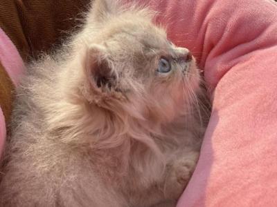 Golden Litter - Persian - Gallery Photo #1