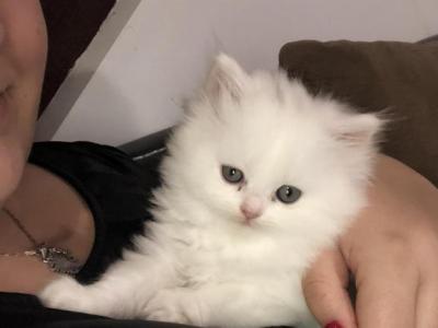 White Male Kitty - Persian - Gallery Photo #1