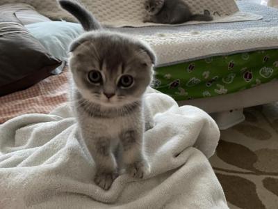 Honey - Scottish Fold - Gallery Photo #1