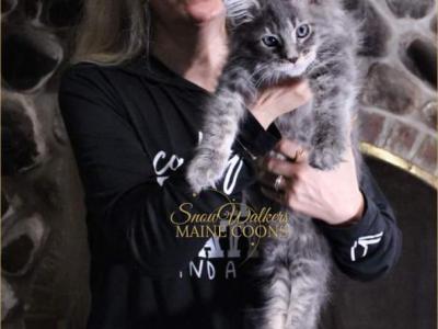 PurrPurr - Maine Coon - Gallery Photo #1