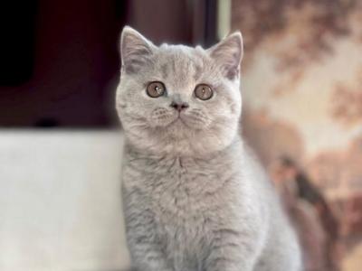 Havok - British Shorthair - Gallery Photo #1