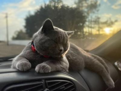 Crash - British Shorthair - Gallery Photo #1