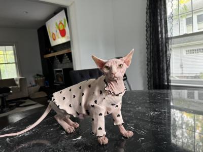 Sphynx Kitten Female - Sphynx - Gallery Photo #1