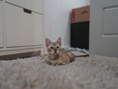 Jacko X Shumai Male - Bengal - Gallery Photo #1