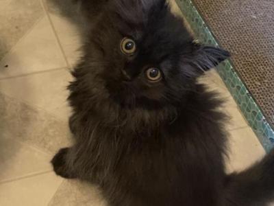 CFA Registered Black Smoke Kitten - Persian - Gallery Photo #1