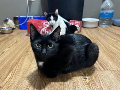 Happy Feet - American Shorthair - Gallery Photo #1