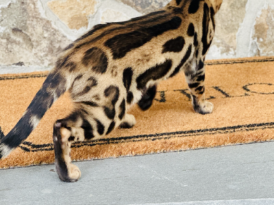 Gucci - Bengal - Gallery Photo #1