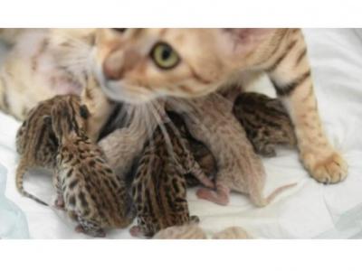 Bengal Kittens Litter Veriety Of Colors & Markings - Bengal - Gallery Photo #1