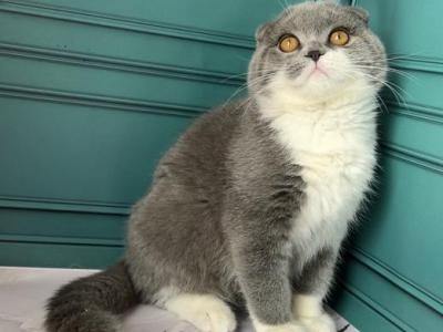 Firo - Scottish Fold - Gallery Photo #1