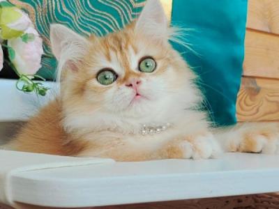 Garfield Longhair - British Shorthair - Gallery Photo #1