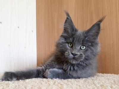 Larsen - Maine Coon - Gallery Photo #1