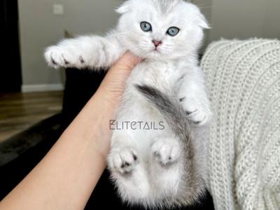 Scottish Fold Chinchilla Female Kitten - British Shorthair - Gallery Photo #1