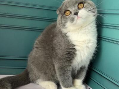 Firo - Scottish Fold - Gallery Photo #1