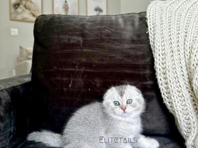 Scottish Fold Silver Chinchilla Male Kitten - Scottish Fold - Gallery Photo #1