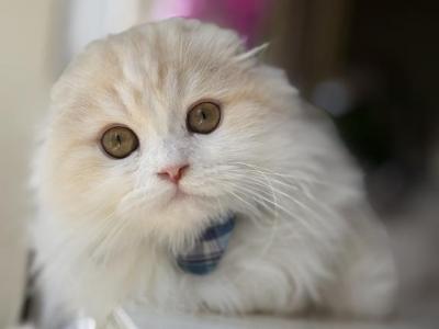 Red Silver Bicolor Boy - Scottish Fold - Gallery Photo #1