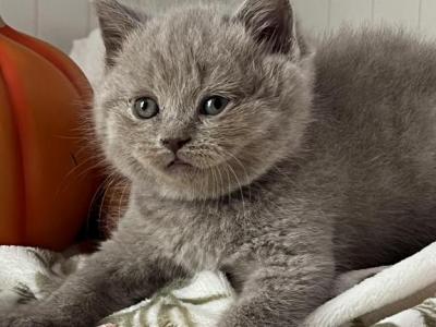 Bobby - British Shorthair - Gallery Photo #1