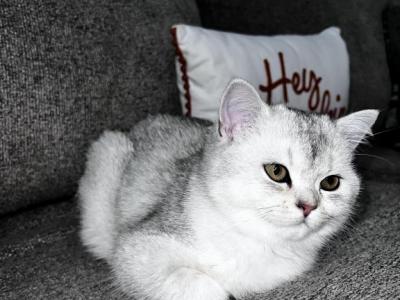 Stormi - British Shorthair - Gallery Photo #1