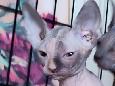 Calif Silver - Sphynx - Gallery Photo #1