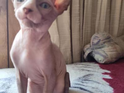 California Cool - Sphynx - Gallery Photo #1