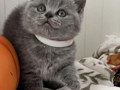 Mars - British Shorthair - Gallery Photo #1