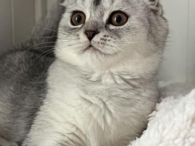 Lili - Scottish Fold - Gallery Photo #1