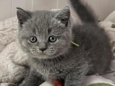 Snickers - British Shorthair - Gallery Photo #1