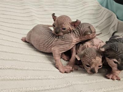 Beautiful Babies - Sphynx - Gallery Photo #1