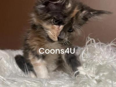 Coons4U - Maine Coon - Gallery Photo #1