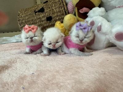 Disney Kittens - Himalayan - Gallery Photo #1