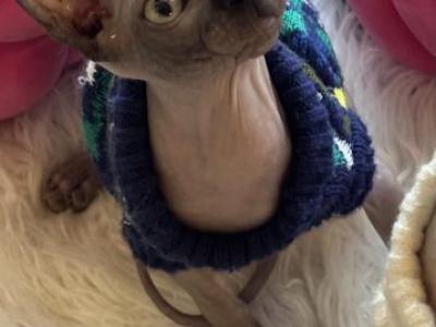 Lucky - Sphynx - Gallery Photo #1