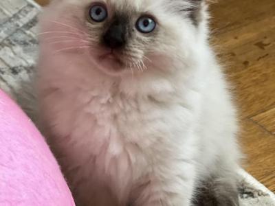 Seal Point Female - Ragdoll - Gallery Photo #1