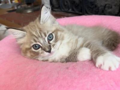 Mink Lynx Female - Ragdoll - Gallery Photo #1