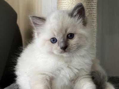 Bluepoint Kittens - Ragdoll - Gallery Photo #1