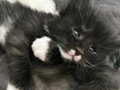 Pokémon Litter - Maine Coon - Gallery Photo #1