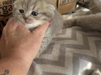 Scottish Fold And Scottish Straight - Scottish Fold - Gallery Photo #1