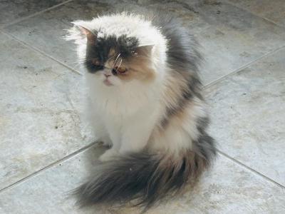 Calico Persian - Persian - Gallery Photo #1