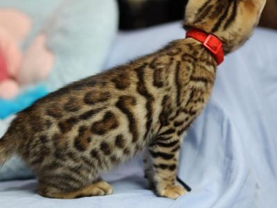 Winnie - Bengal - Gallery Photo #1