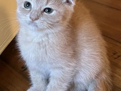 Baby - Scottish Fold - Gallery Photo #1