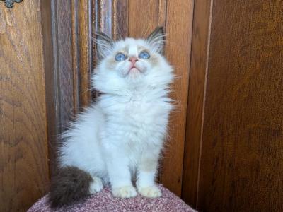 TICA Female Bicolor Ragdoll Kitten - Ragdoll - Gallery Photo #1