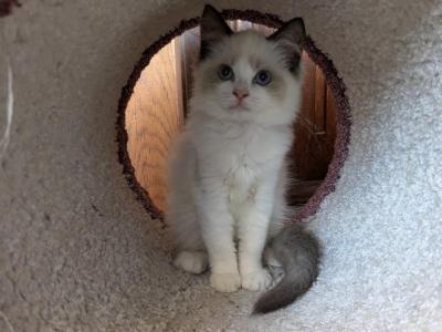 TICA Bicolor Ragdoll Kitten - Ragdoll - Gallery Photo #1