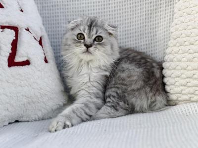 Smoked Blue Tabby Scottish Fold Longhair Boy - Scottish Fold - Gallery Photo #1