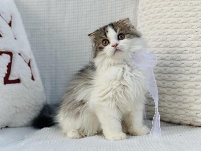 Black Brown Tabby Bicolor Scottish Fold Longhair - Scottish Fold - Gallery Photo #1