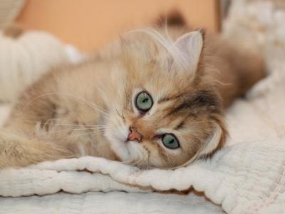 Black Golden Ticked British Longhair - British Shorthair - Gallery Photo #1